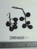 Click for 1 image(s) for this accession. FRUIT